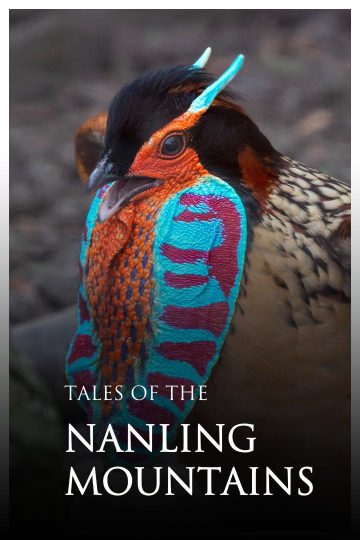 Qinling Mountains ( 2022 )