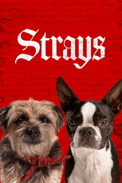 مشاهدة فيلم Strays 2023 اون لاين